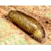 Geranium Bronze Butterfly Cacyreus marshalli 5 pupae